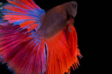 Tayland kuyruğu siyah arka planda balıklarla savaşıyor