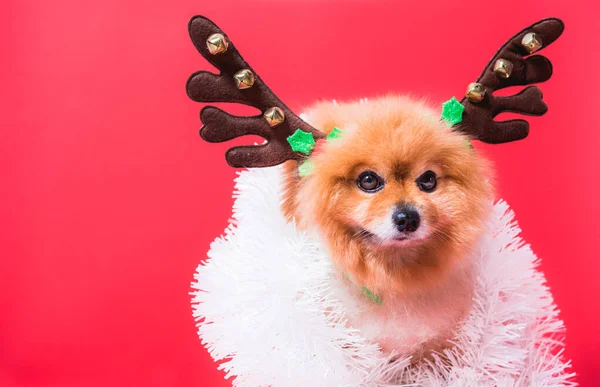 Nahaufnahme Chihuahua-Hund lustiges Porträt in Rentieren, WeihnachtsHirschen — Stockfoto