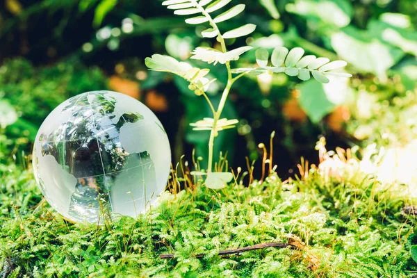 Globus Glas Graswald Auf Naturhintergrund Umwelttagskonzept — Stockfoto