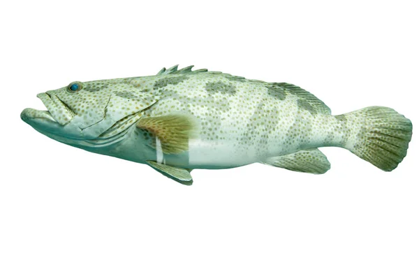 Fish Grouper White Backgrounf — Stock Photo, Image