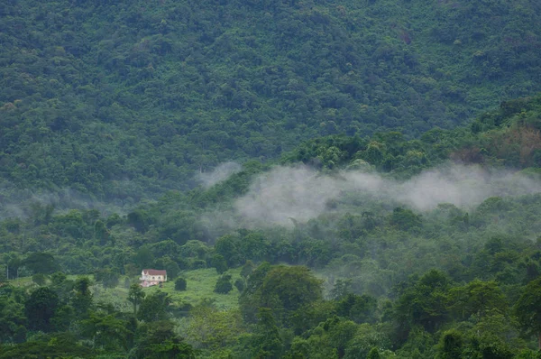 Meio Selva Aloja — Fotografia de Stock