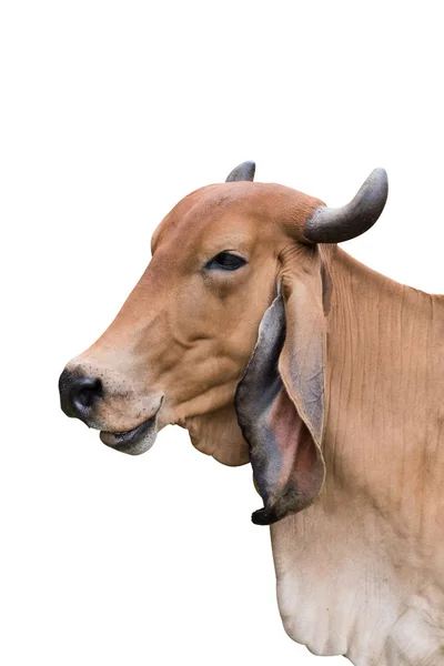 Asiatisch Alt Cow Smile Isolate Auf Weißem Hintergrund — Stockfoto