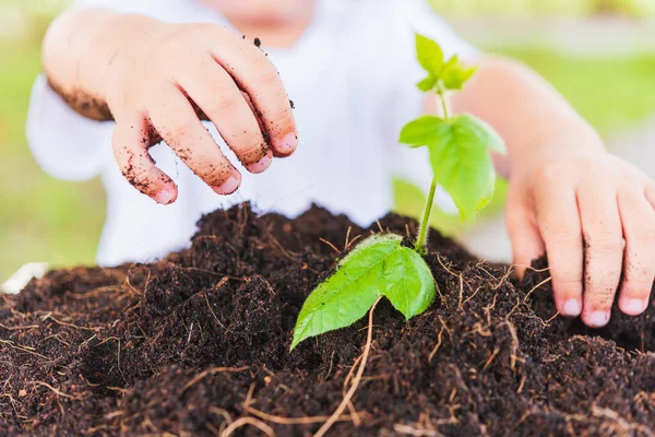 World Environment Day Environment Concept, Hand of Asian cute little cheerful child boy planting young tree on black soil on green garden background