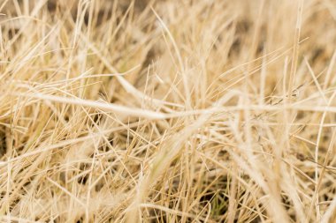 arazi ve orman yangınından sonra bahar.