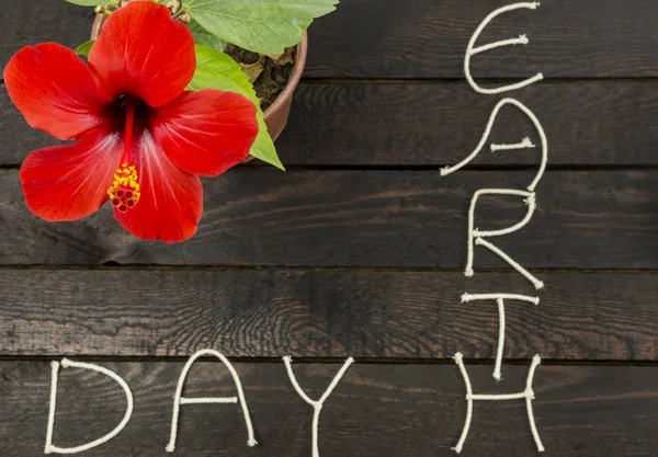 Beautiful red hibiscus flower.Earth day Concept.Ecology day — Stock Photo, Image