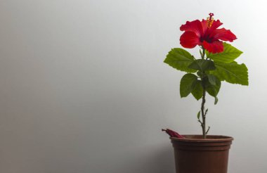 Beyaz duvar üzerinde bir tencerede kırmızı hibiscus çiçek
