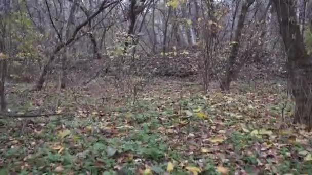Floresta Mística Assustadora Outono Inverno Movimento Gimbal Steadicam Movimento Como — Vídeo de Stock