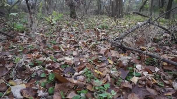 Korkunç Mistik Sonbahar Kış Ormanı Hareket Halinde Ağır Sis Dumanı — Stok video