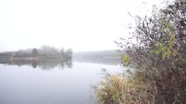 Skrämmande Mystisk Höst Vinter Skog Rörelse Gimbal Steadicam Rörelse När — Stockvideo