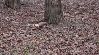 Sincap, parktaki ağacın yanında fındık yiyor.