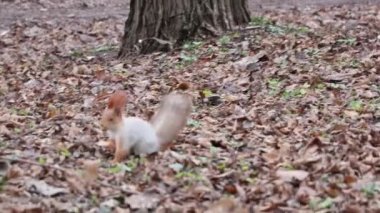 Sincap, parktaki ağacın yanında fındık yiyor.