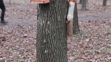 Sincap, parktaki ağacın yanında fındık yiyor.
