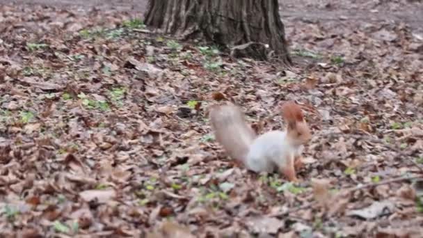 다람쥐는 의나무 근처에서 견과류를 — 비디오