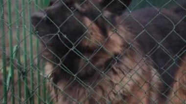 Hayvan barınağında kafesteki üzgün bir köpek evlat edinilmeyi bekliyor, köpek barınağı Ukrayna