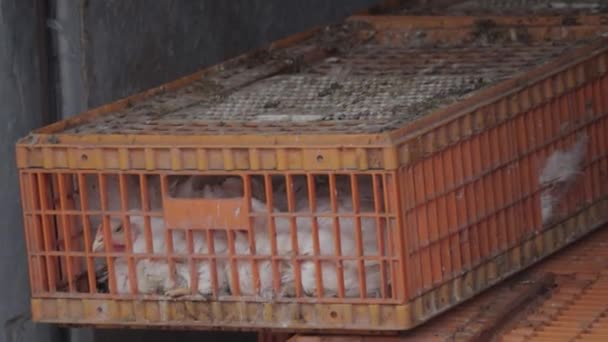 Hühner Käfig Der Geflügelfarm Aus Nächster Nähe Gruppe Von Masthühnern — Stockvideo