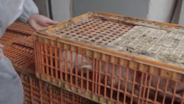 Poulets Cage Dans Une Ferme Avicole Fermer Groupe Poulets Griller — Video