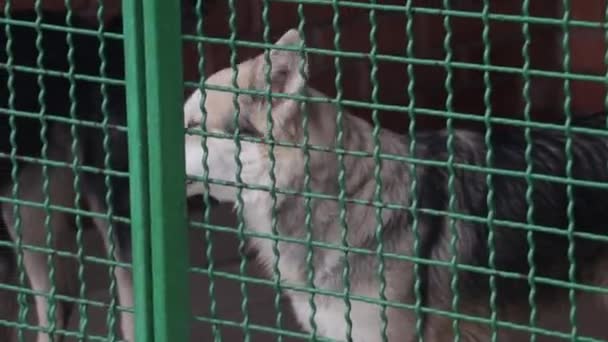 養子になるのを待っている動物の避難所で彼の檻の中の悲しい犬 犬の避難所 Dnipro Ukraine — ストック動画