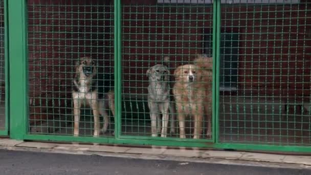 養子になるのを待っている動物の避難所で彼の檻の中の悲しい犬 犬の避難所 Dnipro Ukraine — ストック動画