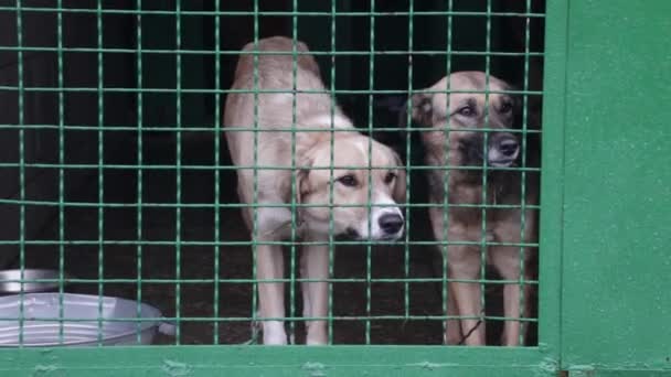Ein Trauriger Hund Seinem Käfig Tierheim Dnipro Ukraine — Stockvideo