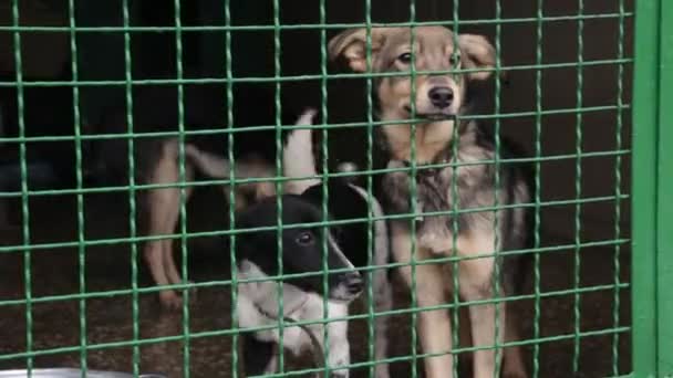 Cão Triste Sua Gaiola Abrigo Para Animais Esperando Para Ser — Vídeo de Stock