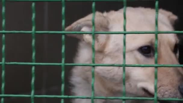 Egy Szomorú Kutya Ketrecében Egy Állatmenhelyen Várja Örökbefogadást Kutyamenhely Dnipro — Stock videók