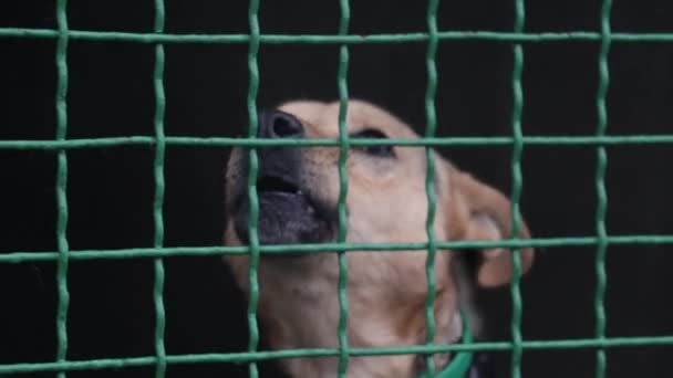 Cão Triste Sua Gaiola Abrigo Para Animais Esperando Para Ser — Vídeo de Stock