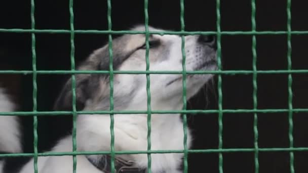 養子になるのを待っている動物の避難所で彼の檻の中の悲しい犬 犬の避難所 Dnipro Ukraine — ストック動画
