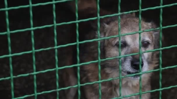 Een Trieste Hond Zijn Kooi Een Dierenasiel Wachten Worden Geadopteerd — Stockvideo