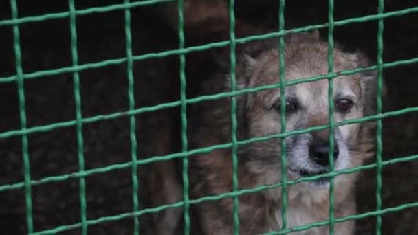 Sad Dog His Cage Animal Shelter Waiting Adopted Dog Shelter — Stock Video