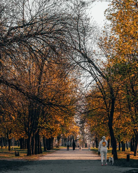 Украина Никопол Июнь 2017 Городской Совет Украины — стоковое фото