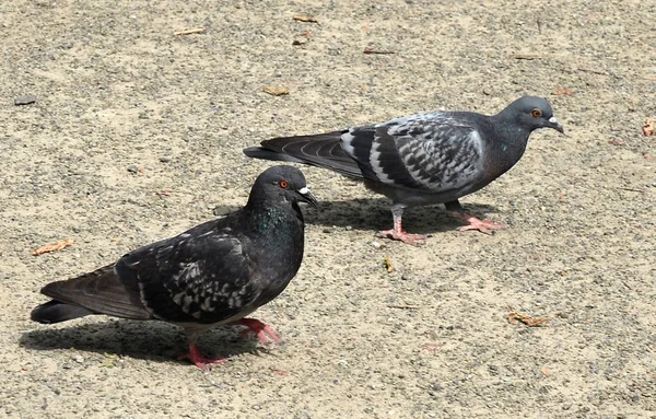 Dois pombos caminhando no chão — Fotografia de Stock