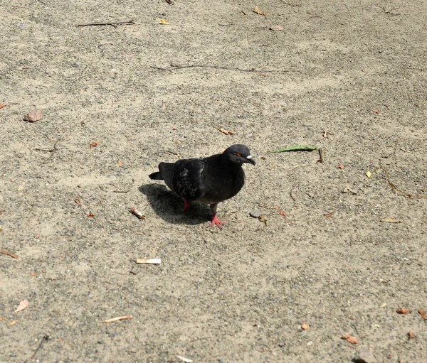 Tek güvercin yere yürüme — Stok fotoğraf
