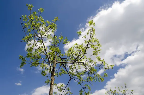 阳光下的夏树 — 图库照片