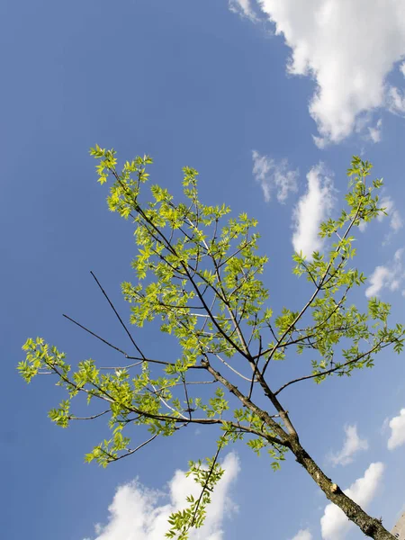 阳光下的夏树 — 图库照片