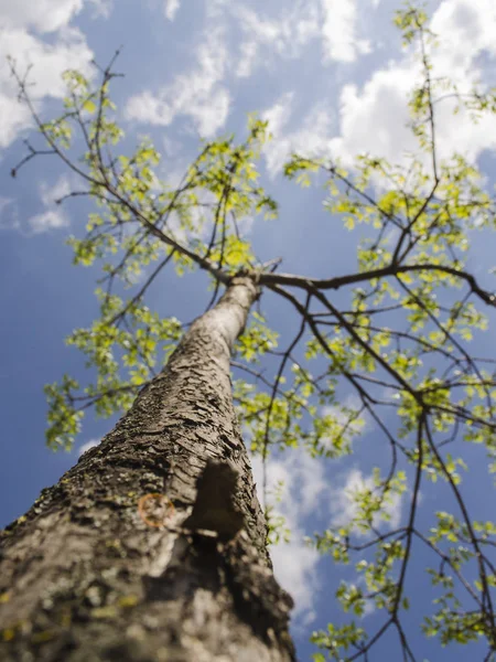 阳光下的夏树 — 图库照片