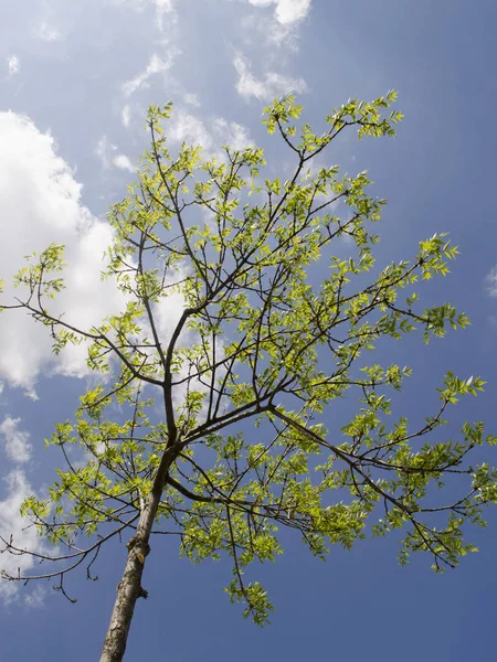 阳光下的夏树 — 图库照片