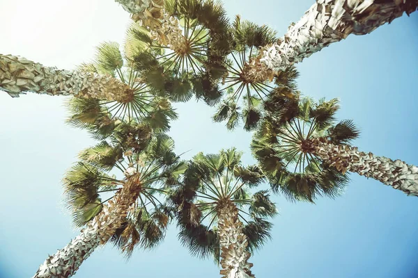 Vedere Mai Jos Palmierilor Înalți Tropicali Într Formă Cerc Într — Fotografie, imagine de stoc