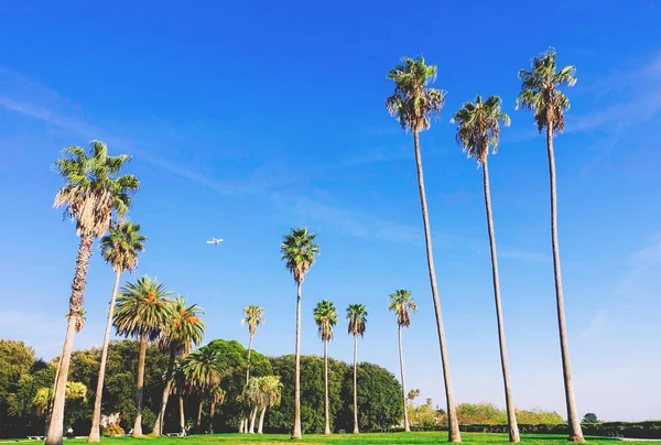 Schöne Landschaft Mit Hohen Palmen Einem Park Freien Einem Sonnigen — Stockfoto