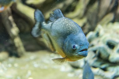 Akvaryum ortamında sualtı tropikal piranha balığı closeup