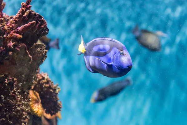 Gros plan d'une tang bleue royale en milieu aquarium — Photo