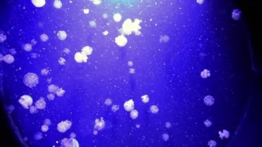 Akvaryum ortamında küçük jellyfishes closeup