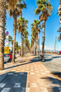 Bisiklet şeritli palmiye ağaçları, Barceloneta plaj, Barcelona, Katalonya, İspanya ile