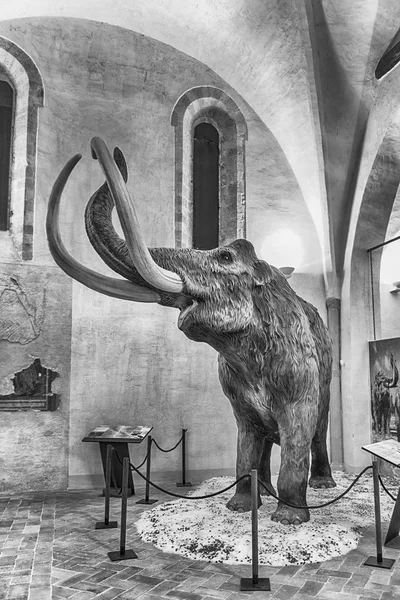 Mammoth featured in exhibition held in Gubbio, Italy — Stock Photo, Image