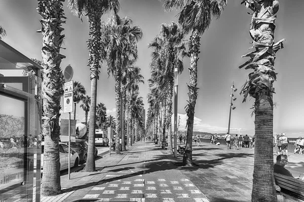 Carril bici con palmeras, playa de la Barceloneta, Barcelona, Cataluña, España — Foto de Stock