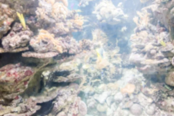 Fondo desenfocado con peces tropicales en medio acuario — Foto de Stock