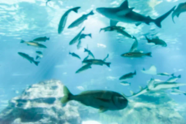 Fond déconcentré avec des poissons tropicaux en milieu aquarium — Photo