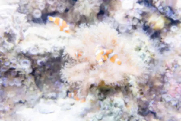 熱帯魚水槽の環境に多重の背景 — ストック写真