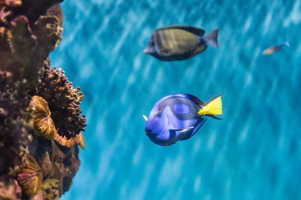 Primo piano di un regale codolo blu in ambiente acquario — Foto Stock