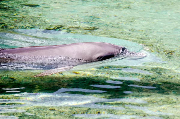 Delfin pływający w turkusowej lagunie, Polinezja Francuska — Zdjęcie stockowe