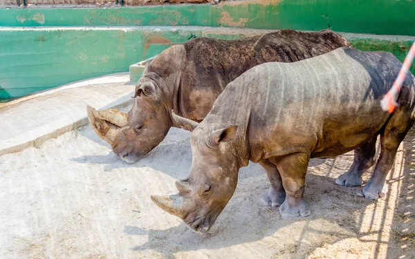 Пара носорогов в ожидании еды — стоковое фото